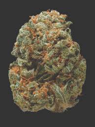 Buy Northern Lights strain