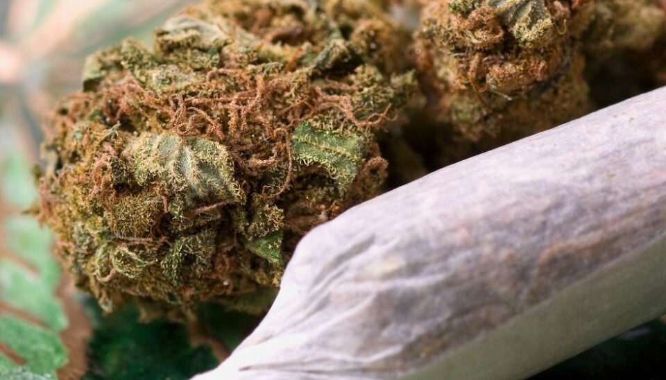 How can i get cannabis in Norway